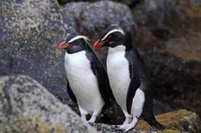 ​峡湾企鹅:具有着明黄色的长眉毛_分散于新西兰峡湾