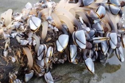 ​鹅颈藤壶是什么物品?成长在礁石缝的海鲜_好像佛手