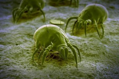 ​螨虫的天敌是什么?胜过60度的水举行烫洗_暴晒二小时