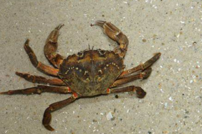 ​一般滨蟹:滨海地域最罕睹的螃蟹_体长惟有6厘米