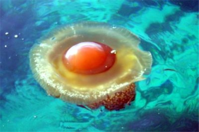 ​蛋黄水母：甘旨迷人的海洋生物（形状酷似煎蛋）
