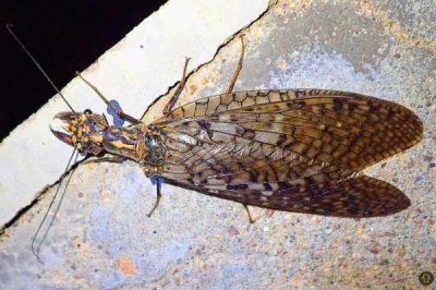 ​巨齿蛉是益虫还是害虫?是检验水质的风向标_属于益虫