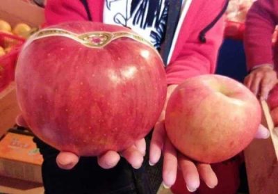 ​世界上最贵的苹果，日本青森苹果1个228元