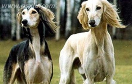 网络图片(侵删)