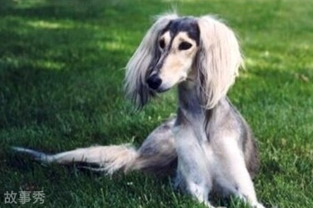 网络图片(侵删)