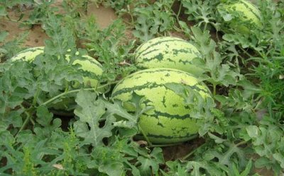 ​黑美人是什么？黑美人怎么养护？