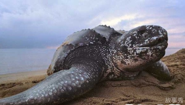 网络图片(侵删)