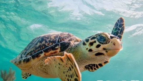 网络图片(侵删)