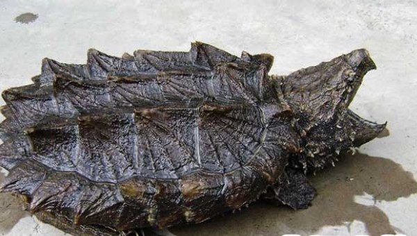 网络图片(侵删)