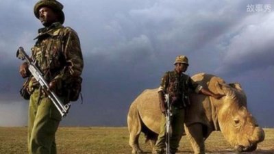 ​世界珍稀动物仅剩一只，北部白犀牛被24小时守护