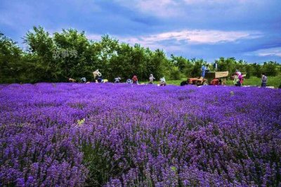 ​世界三大薰衣草产地介绍 世界最著名的三个薰衣草产地