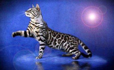 ​孟加拉豹猫的简介-孟加拉豹猫怎么养？