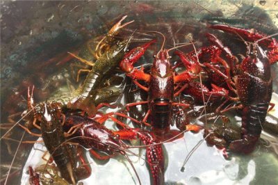 ​在中国失态的侵犯物种 小龙虾为什么侵犯中国波折