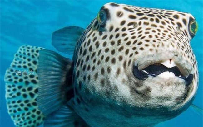 网络图片(侵删)