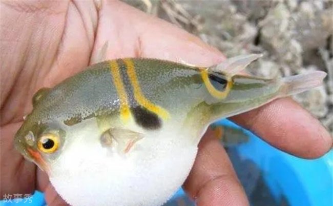 网络图片(侵删)