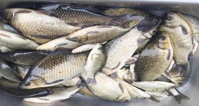 ​钓鲤鱼的方法和注意事项（做到野钓鲤鱼的四个要素）