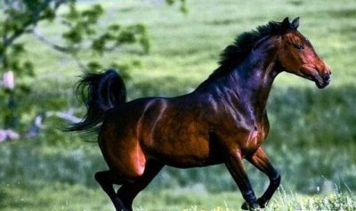 ​汗血名驹便是阿哈我捷金马，汗血名驹几钱一匹_图片