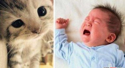 ​猫喊概括症的临床展现是什么？猫喊概括症能活多久