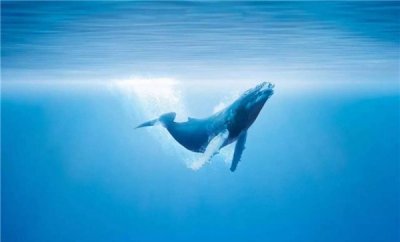 ​为什么鲸喊声那么恐惧 鲸鱼在什么时间会发出喊声
