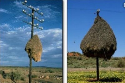 ​领会蚁塔之谜，唾液拌面粉粘合成_天然界最神秘的修筑