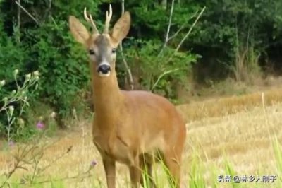 狍子是几级保护动物(捕杀狍子会被判几年)