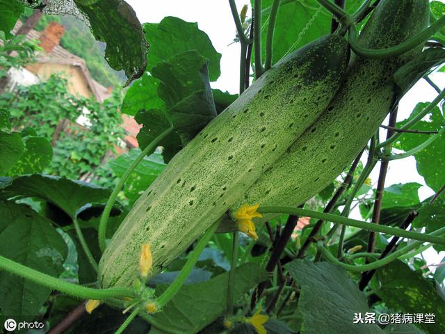 黄瓜病虫害防治技术(黄瓜种植技术及病虫害防治技术分析)(2)