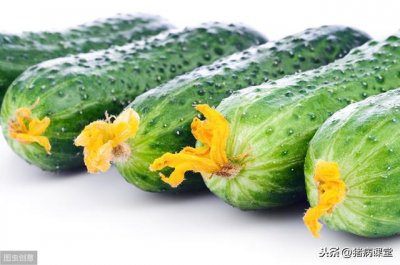 黄瓜病虫害防治技术(黄瓜种植技术及病虫害防治技术分析)