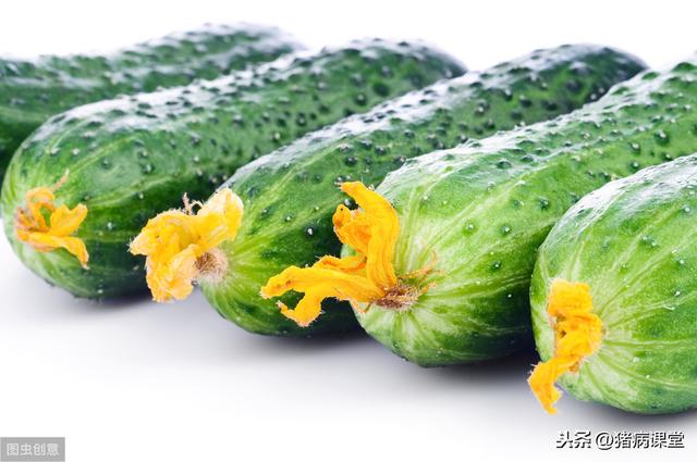 黄瓜病虫害防治技术(黄瓜种植技术及病虫害防治技术分析)(1)