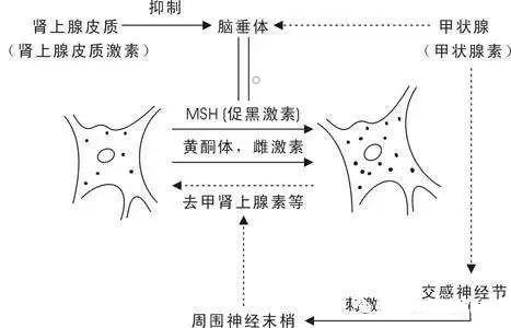 黄褐斑的形成原因及分类(黄褐斑是怎么形成的)(2)