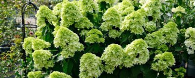 圆锥绣球开花后怎么养 圆锥绣球开花后怎么处理