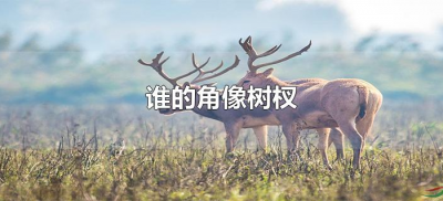 谁的角像树杈(哪个动物的角像树杈)