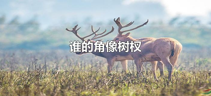 谁的角像树杈 谁的角像树杈