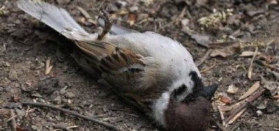 麻雀是几级保护动物(捕杀麻雀判几年)