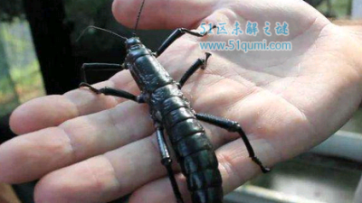 ​树龙虾:世界上最大的竹节虫 它和龙虾一般不妨吃吗?