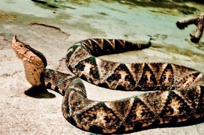 ​五步蛇尖吻蝮有多毒，五步必死是夸张_五步蛇泡酒视频