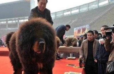 中国第一躲獒惊天兽,已经价格万万此刻沦为瞅门狗