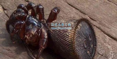 款项活路蛛几钱一只?它是有毒的蜘蛛吗?