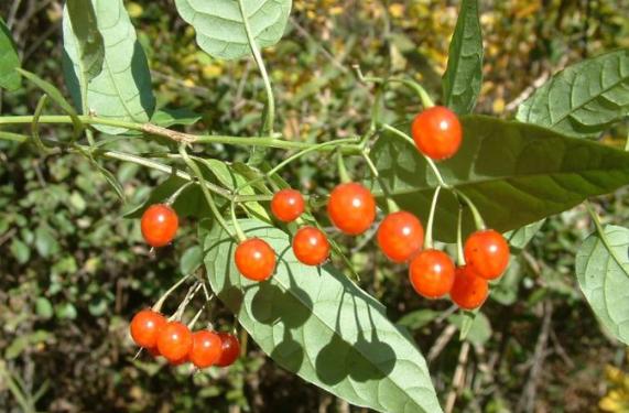 红楼梦神瑛侍者的由来（红楼梦神瑛侍者）(3)