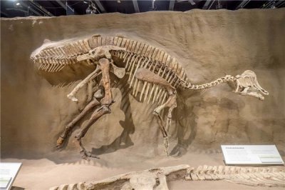 ​拜伦龙：生计在白垩纪的恐龙（有许多没有共之处）