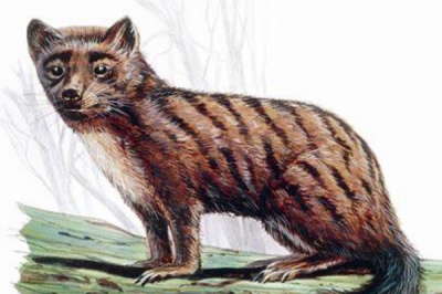 ​老虎和猫的祖宗是什么动物?喜好在树上生计_形状似貂