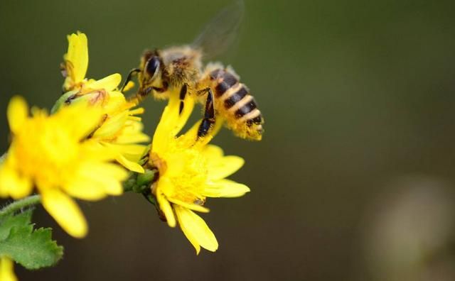小蜜蜂的辨味方法,蜜蜂采蜜是什么味道的?图5