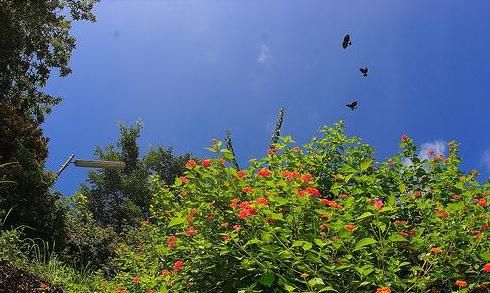 小蜜蜂的辨味方法,蜜蜂采蜜是什么味道的?图6