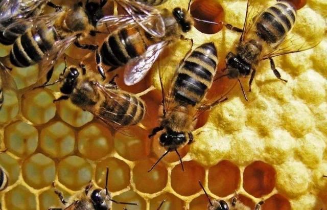 小蜜蜂的辨味方法,蜜蜂采蜜是什么味道的?图4