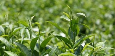 小蜜蜂的辨味方法,蜜蜂采蜜是什么味道的?