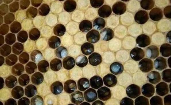 小蜜蜂的辨味方法,蜜蜂采蜜是什么味道的?图3