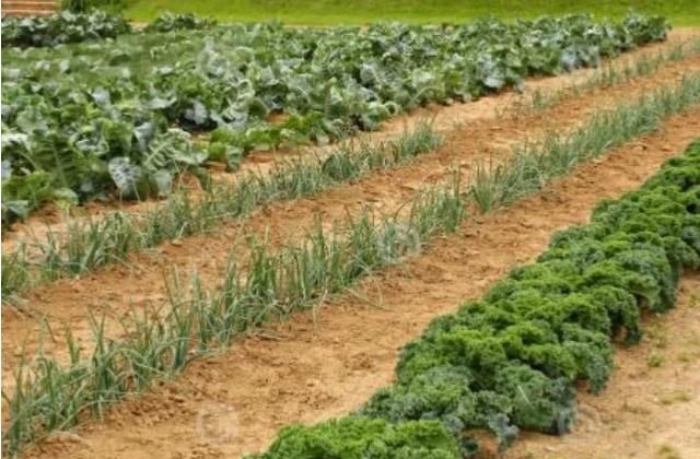 立春吃哪种菜,广东立春以后可以种点什么菜?图7