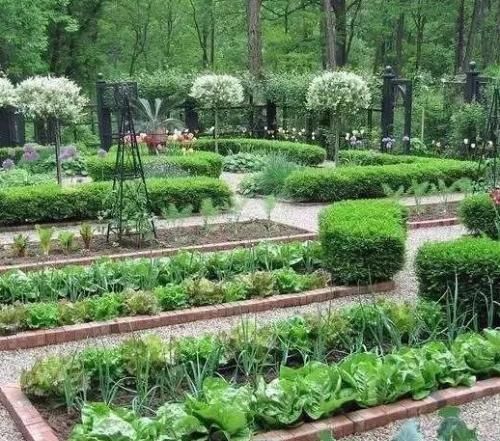 立春吃哪种菜,广东立春以后可以种点什么菜?图3