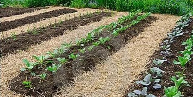 立春吃哪种菜,广东立春以后可以种点什么菜?图8