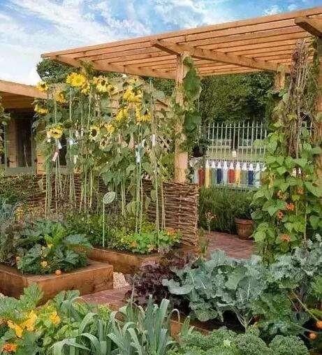 立春吃哪种菜,广东立春以后可以种点什么菜?图6