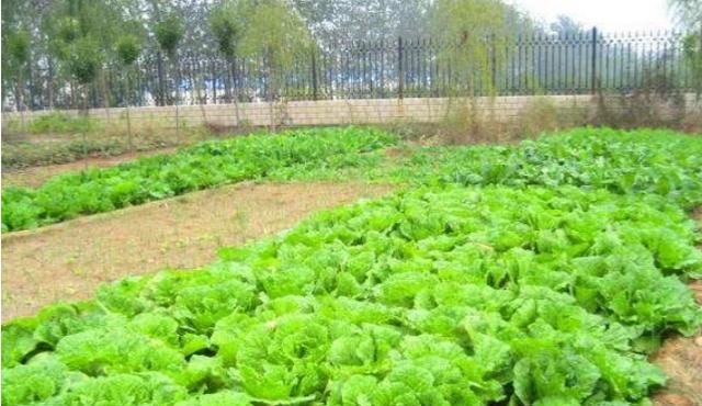 立春吃哪种菜,广东立春以后可以种点什么菜?图9